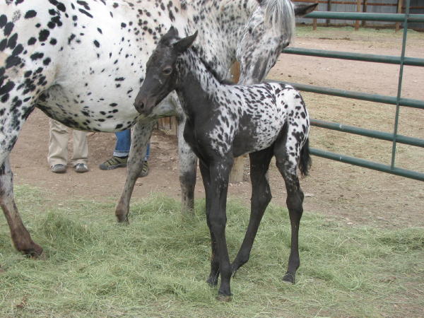 Filly by Orion